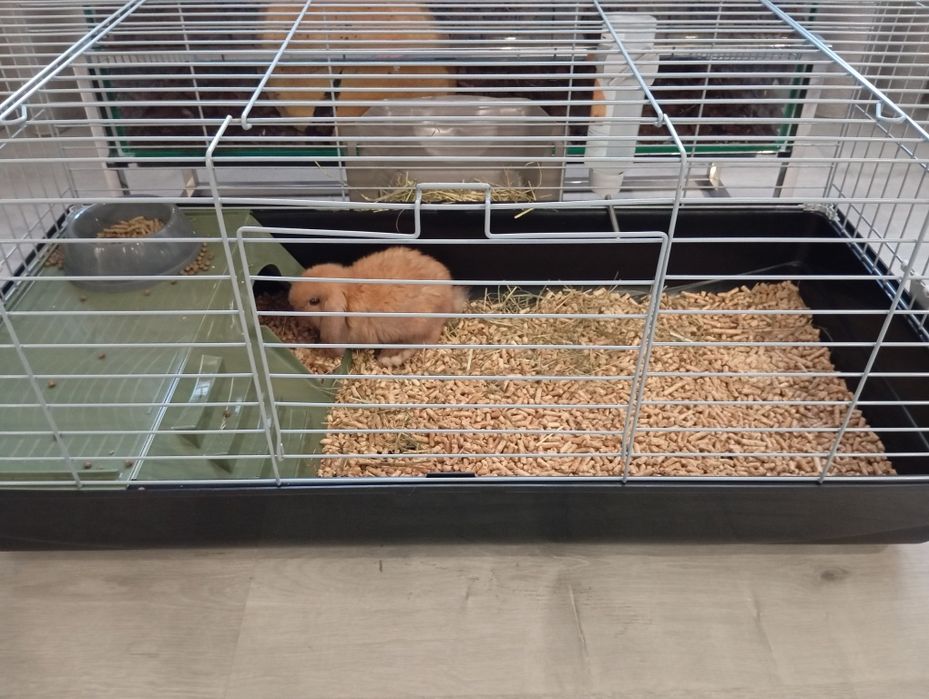 Casota/gaiola- usada