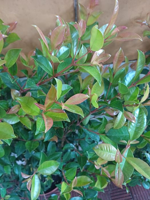 Eugenias myrtifolias