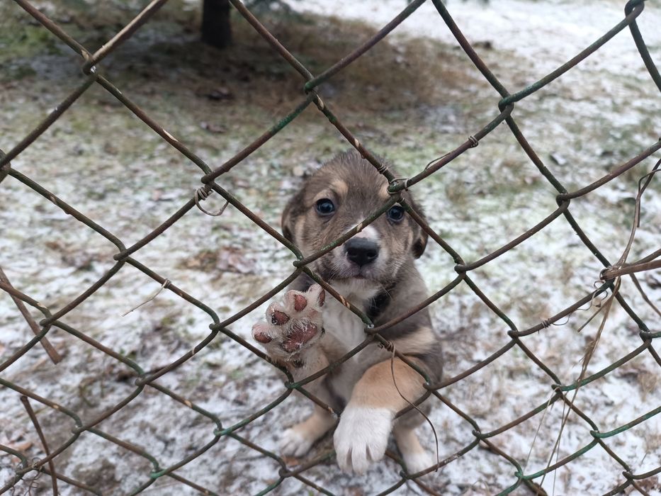 Віддам у добрі руки цуценят