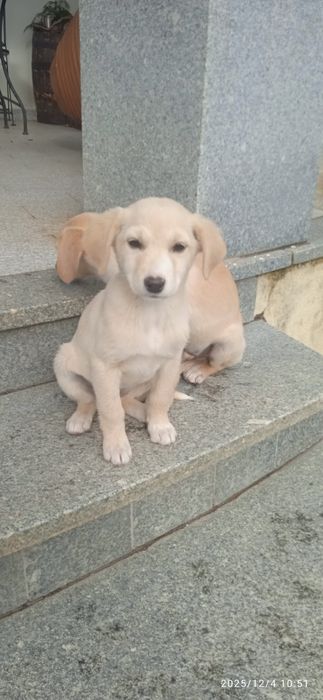Cachorrinhos para adoção com cerca de 3 meses
