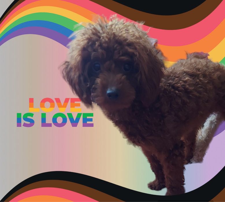 Тойпудель Редбраун вʼязка