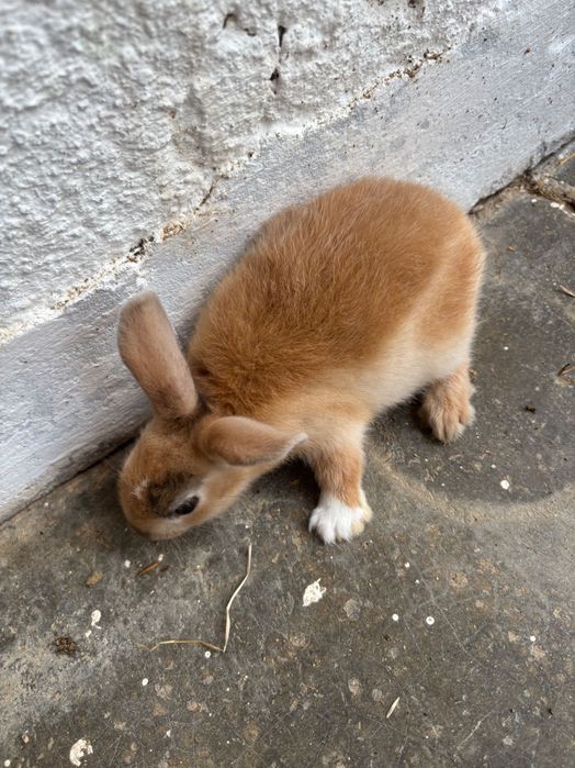 Coelhos anões bebés