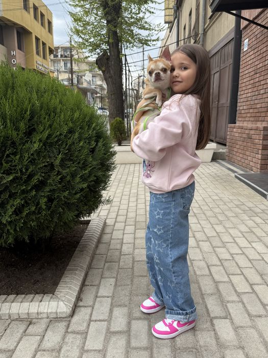 Собачка чихуахуа на злучку