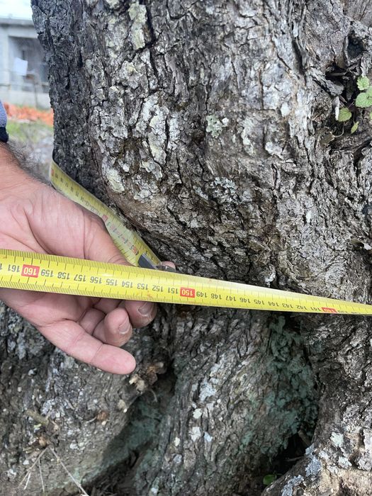 Oliveira Centenária 1,51m Diâmetro Tronco – Porte Monumental - Norte