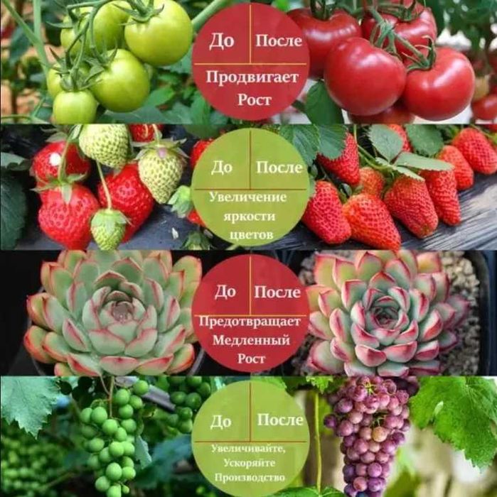 Фитолампа для растений 2 LED  на USB для рассады и цветов c таймером