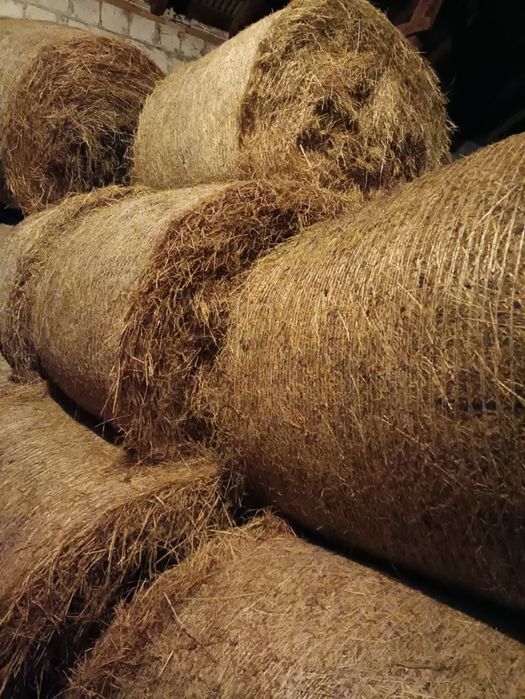 Siano, bele 130cm, 20sztuk, 180zł sztuka+sznurek i folia do sianokiszonki