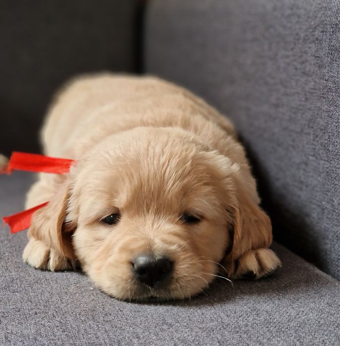 Цуценята золотистого ретривера