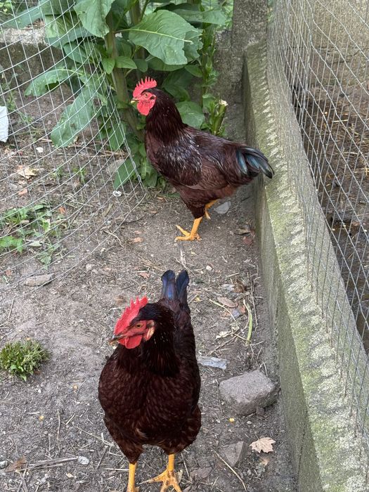 Casal rhode island red