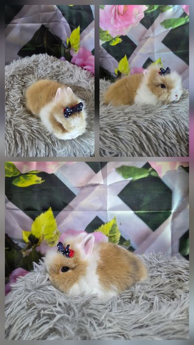 Karzełki Teddy Mini