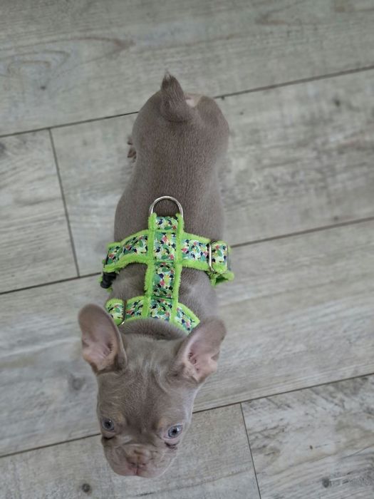 Caramello Buldog francuski Isabella New Shade tan  samiec