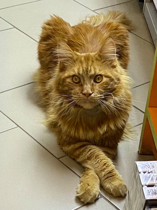 В’язка. Мей- кун мармурово- червоний.