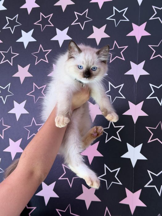Ragdoll  Ragdolle FPL /FIFE prawdziwy rodowod Duza wyprawka