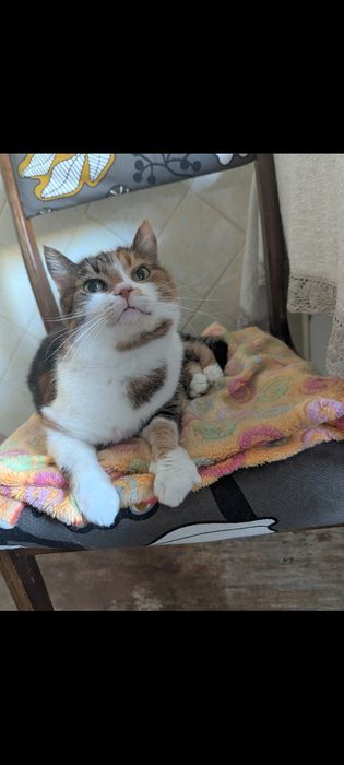 Кошечка шукає нову родину