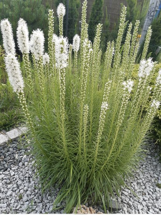 Kwiaty liatra kłosowa, gailardie, rudbekia
