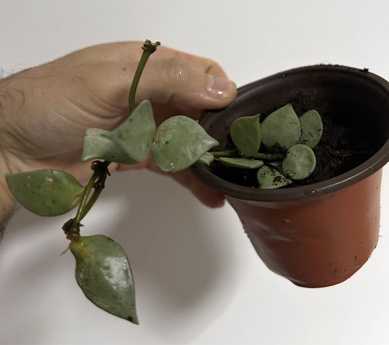 Hoya Krohniana Eskimo