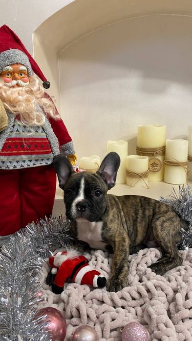 Французькі бульдожки