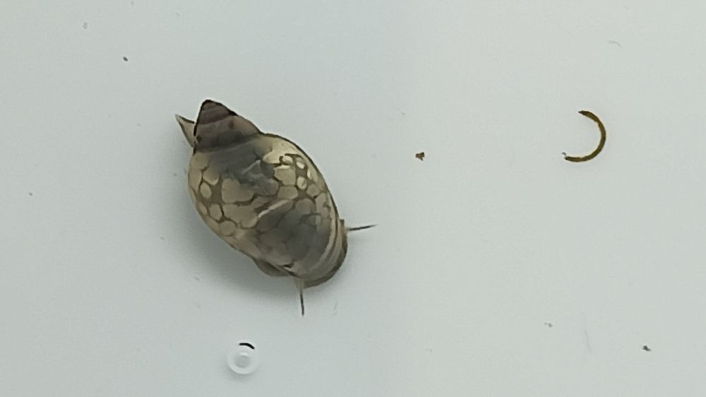 Caracóis Trombeta, Physas e Planorbis
