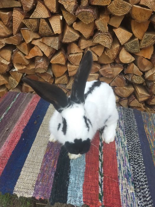 Кролі на плем'я Строкачі. Кролики, молодняк,кітні самки, робочі самці