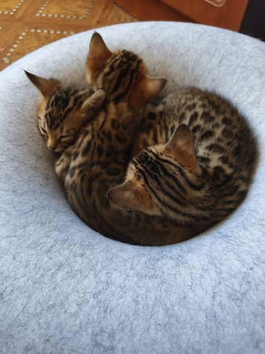 Бенгалы котята.продажа