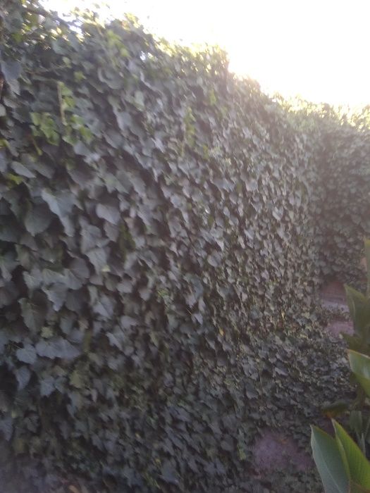 Ель Канадская, Туя, Плющ вечно зеленый, морозостойкий. Саженцы