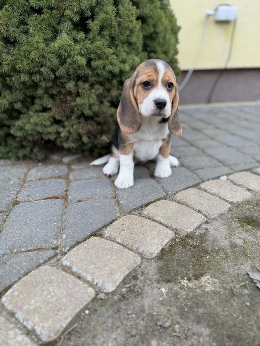 Szczeniak Beagl (dziewczynki)