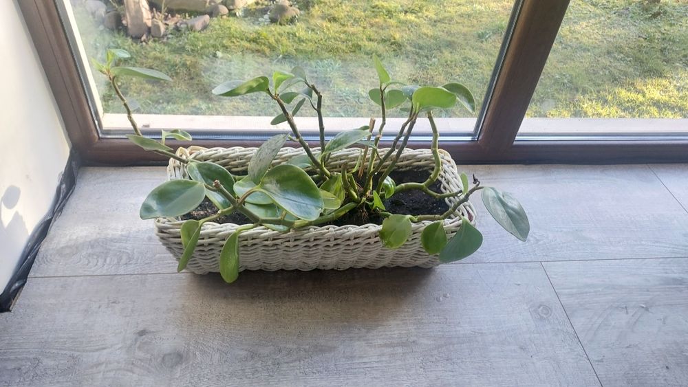 Вазони, вазони, квіткова композиція!