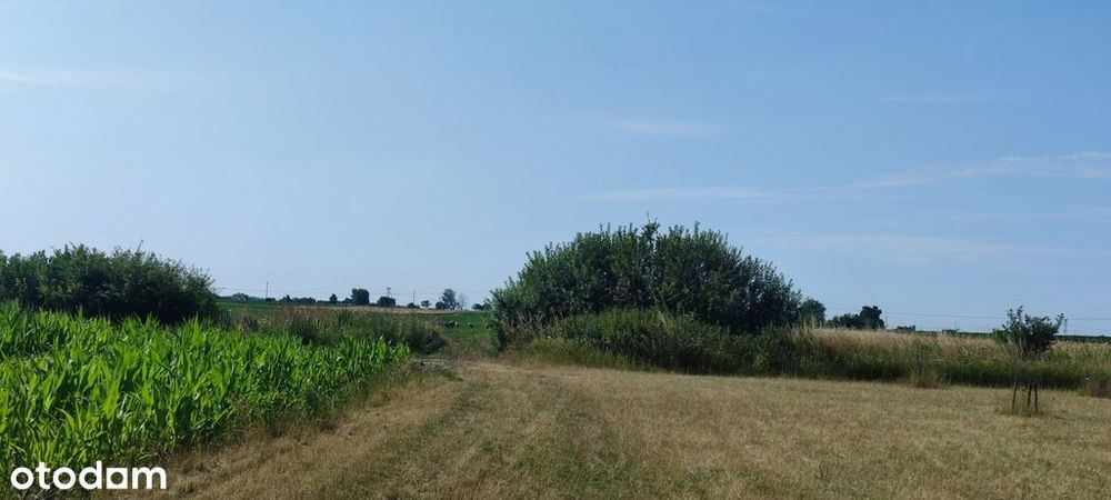 Działka, Zaborówek - Widok 4