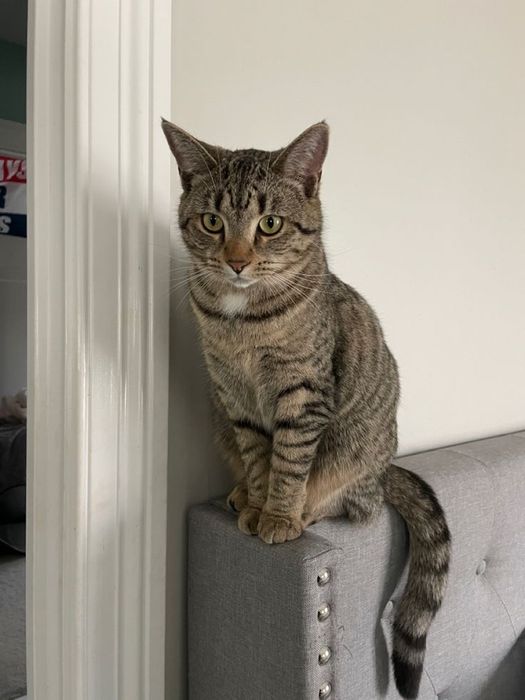 Gatos para adoção