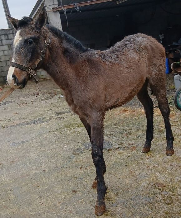 Vendo poldra PSL com 7meses