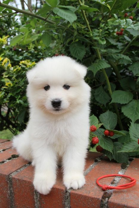 Samoyed szczenię *suczka*  ZKWP FCI
