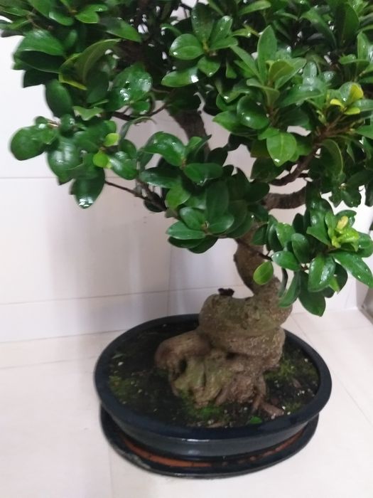 Bonsai 20 anos (90cm altura)