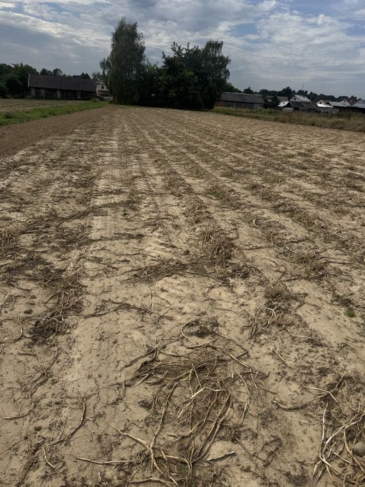 Działka budowlana Wiewiórka 31a - WZ