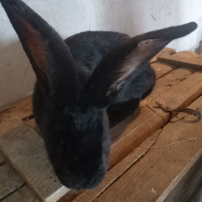 Sprzedam króliki i kury.