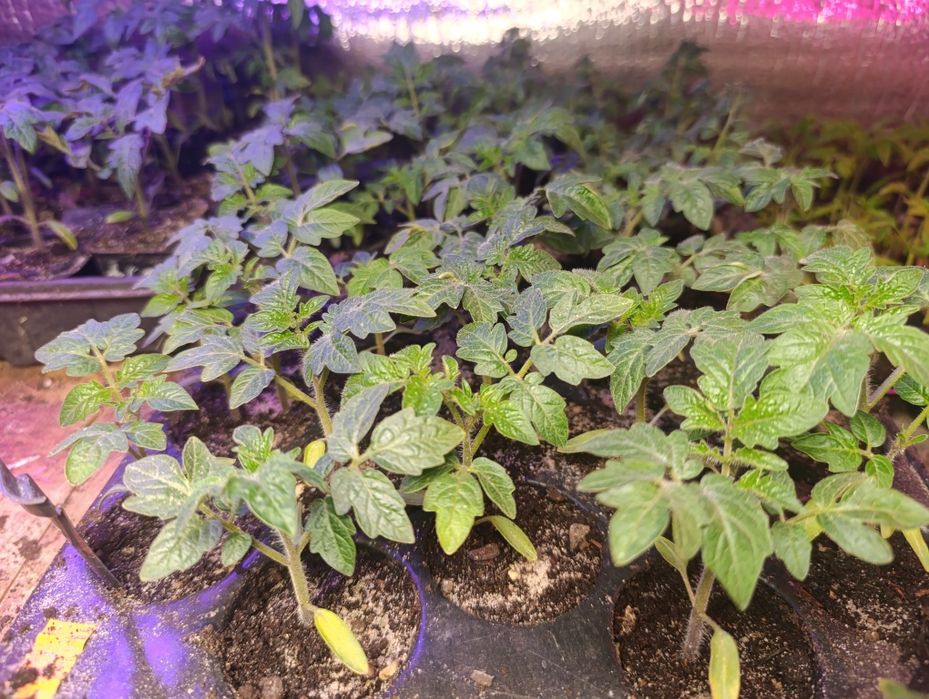 Pomidory i papryka rozsada