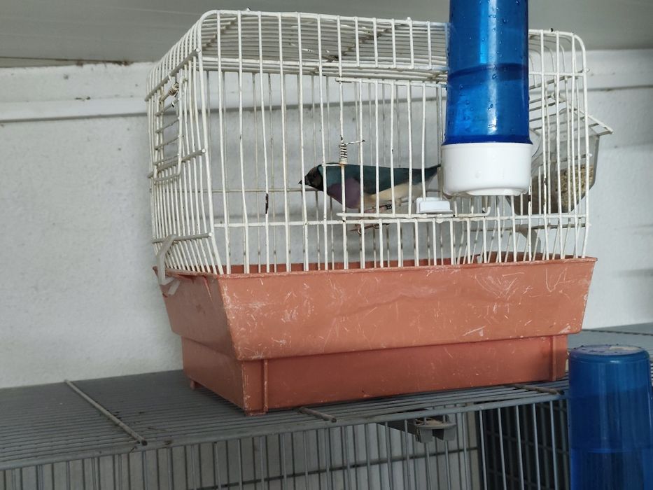 Vendo diamante gould
