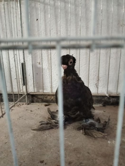 Wywrotek mazurski samica kawowa