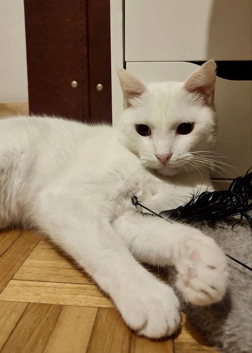 Gato para adoção responsável