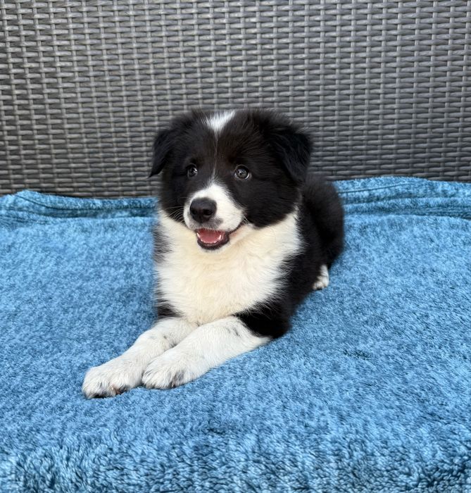Border Collie przepiękna klasyczna sunia black & white Daisy
