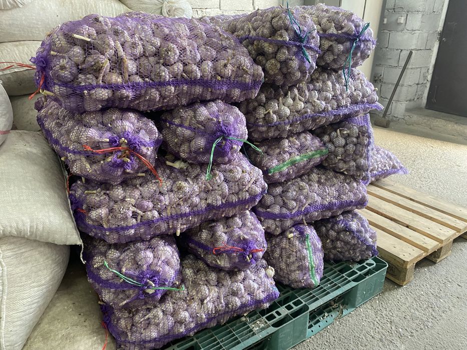 Продам часник озимий опт і роздріб
