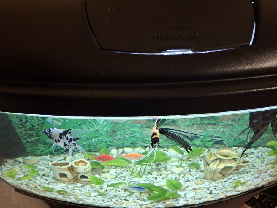 Продам акваріум з рибами та тумбою