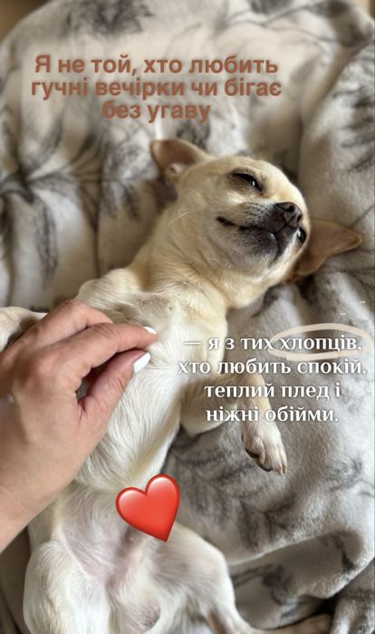 Шукаю дівчину чіхуахуа