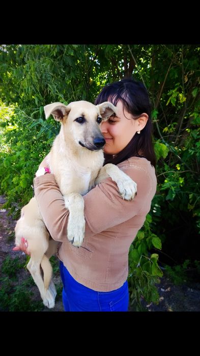 Подарую прекрасну собачку!