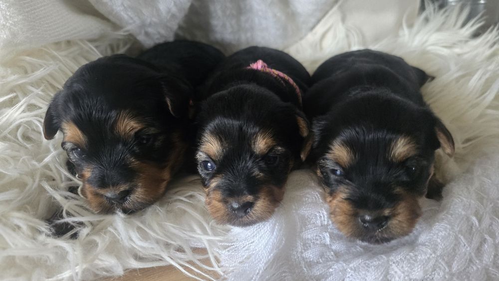 Yorkshire Terrier suczka