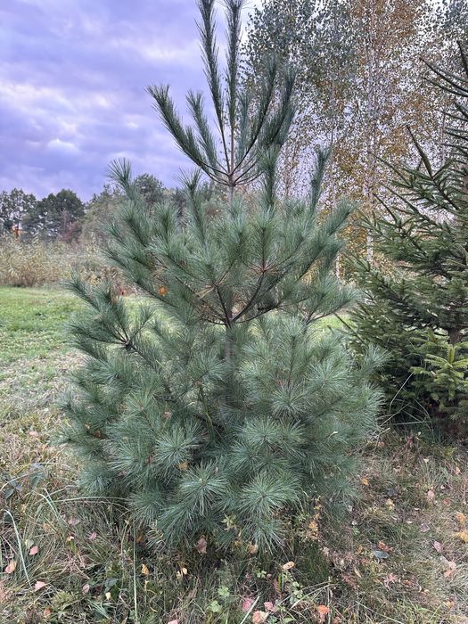 Сосна веймутова, саджанці