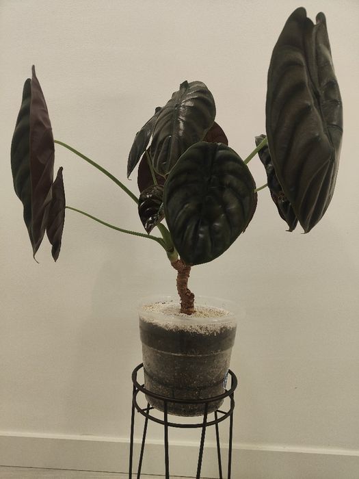 Alocasia cuprea // planta interior