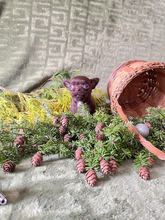 Мальчишка чихуахуа