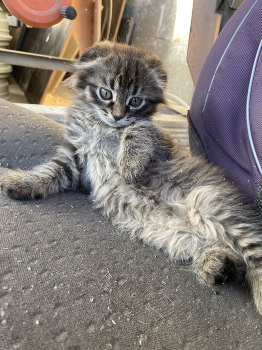 Кошенята скотиш фолд