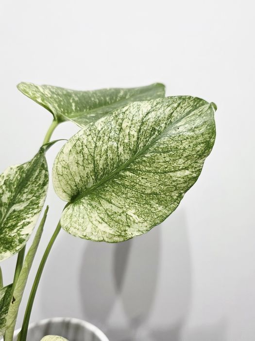 Monstera Deliciosa Mint