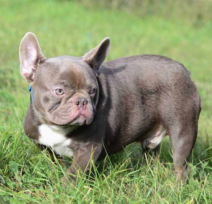 Французький бульдог в'язка Ізабелла Тан