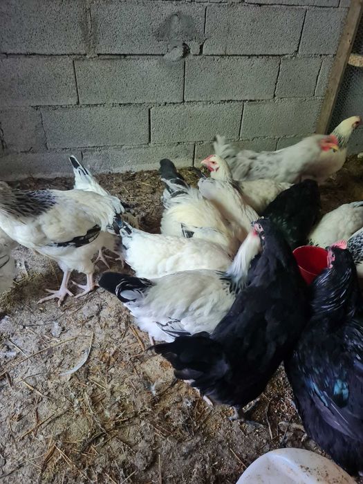 Vendo casais de galinhas sussex puras